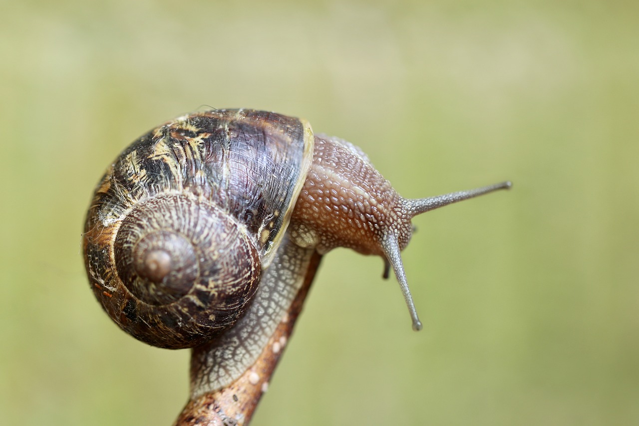 snail, shell, invertebrate-6290772.jpg